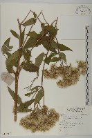 登錄號:S135937藏品圖，第1張