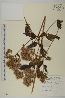 登錄號:S135944藏品圖，第1張