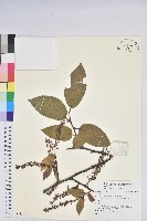 登錄號:S135948藏品圖，第1張