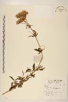 登錄號:S135952藏品圖，第1張