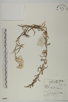 登錄號:S135956藏品圖，第1張