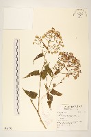 登錄號:S135958藏品圖，第1張