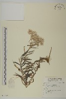 登錄號:S135965藏品圖，第1張