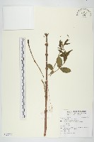 馬桑藏品圖，第1張