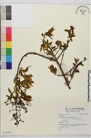 登錄號:S135987藏品圖，第1張