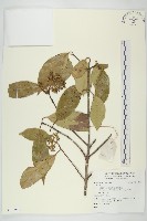 登錄號:S135988藏品圖，第1張