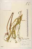 登錄號:S136006藏品圖，第1張