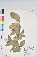 登錄號:S136023藏品圖，第1張