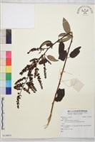 登錄號:S136031藏品圖，第1張