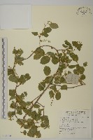 苦皮藤藏品圖，第1張