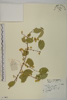 苦皮藤藏品圖，第1張