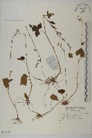 登錄號:S136065藏品圖，第1張