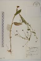 登錄號:S136072藏品圖，第1張