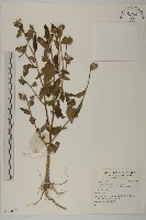 登錄號:S136073藏品圖，第1張