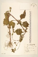 登錄號:S136074藏品圖，第1張