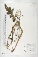 登錄號:S136076藏品圖，第1張