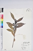 尖基木藜蘆藏品圖，第1張