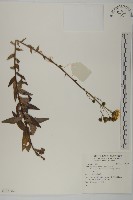 登錄號:S136082藏品圖，第1張