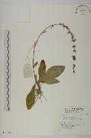 登錄號:S136086藏品圖，第1張