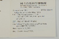 千針莧藏品圖，第2張