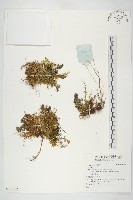 登錄號:S136102藏品圖，第1張