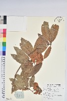 蜡葉杜鵑藏品圖，第1張