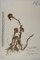 登錄號:S136111藏品圖，第1張