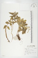 登錄號:S136120藏品圖，第1張