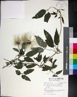 華中鐵線蓮藏品圖，第1張