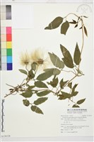 華中鐵線蓮藏品圖，第2張