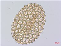 山百合、天香百合藏品圖，第1張