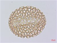 山百合、天香百合藏品圖，第2張