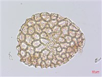 山百合、天香百合藏品圖，第3張