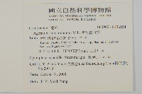 紫花霍香薊藏品圖，第2張