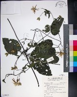 黃氏鐵線蓮藏品圖，第1張