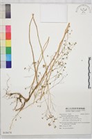 唐松草藏品圖，第1張