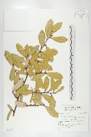 登錄號:S136188藏品圖，第1張