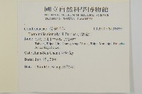 小葉欖仁藏品圖，第2張