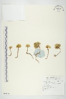 登錄號:S136202藏品圖，第1張