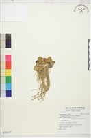 脫萼鴉跖花藏品圖，第1張