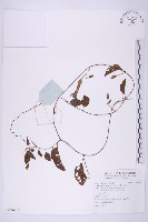 甘藷、地瓜藏品圖，第1張