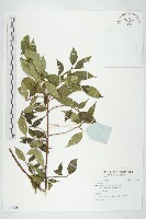 登錄號:S136264藏品圖，第1張