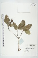 頭狀四照花藏品圖，第1張