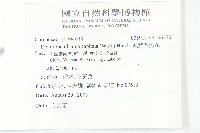 頭狀四照花藏品圖，第2張