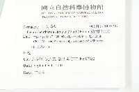 頭狀四照花藏品圖，第2張