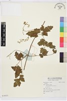 登錄號:S136321藏品圖，第1張