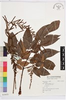 登錄號:S136323藏品圖，第1張