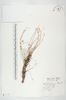 長鞭紅景天藏品圖，第1張