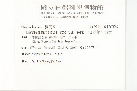 長鞭紅景天藏品圖，第2張