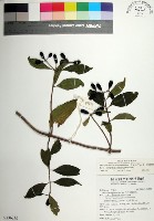 寶島玉葉金花藏品圖，第1張